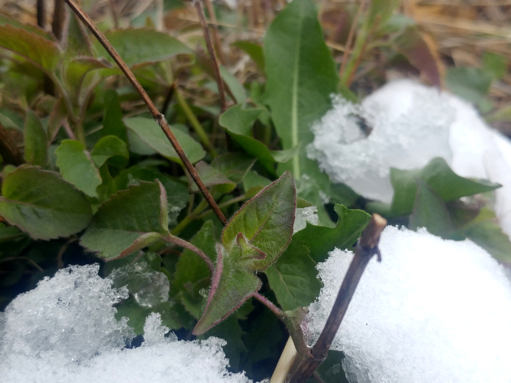 Monarde vivace perçant la neige au printemps